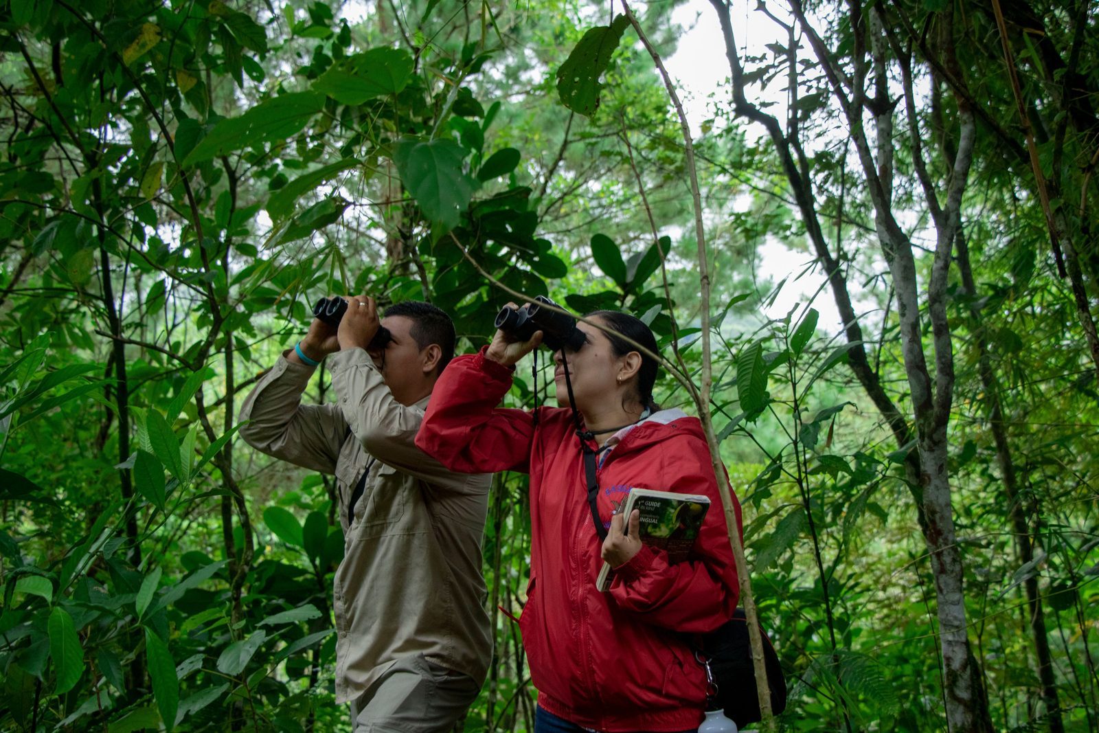 Birdwatching programs